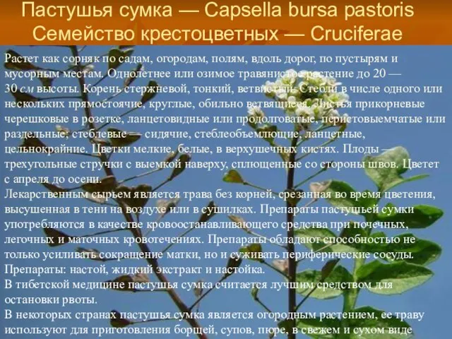 Пастушья сумка — Capsella bursa pastoris Семейство крестоцветных — Cruciferae Растет как