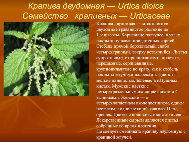 Крапива двудомная — Urtica dioica Семейство крапивных — Urticaceae Крапива двудомная —