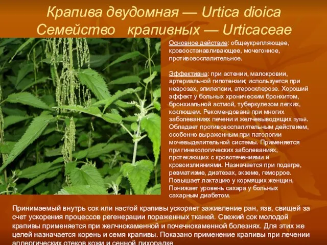 Крапива двудомная — Urtica dioica Семейство крапивных — Urticaceae Основное действие: общеукрепляющее,