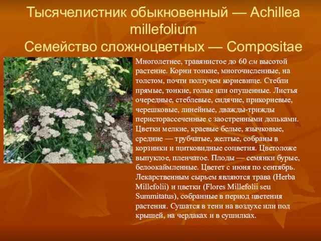 Тысячелистник обыкновенный — Achillea millefolium Семейство сложноцветных — Compositae Многолетнее, травянистое до