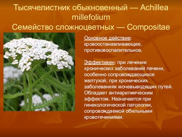 Тысячелистник обыкновенный — Achillea millefolium Семейство сложноцветных — Compositae Основное действие: кровоостанавливающее,