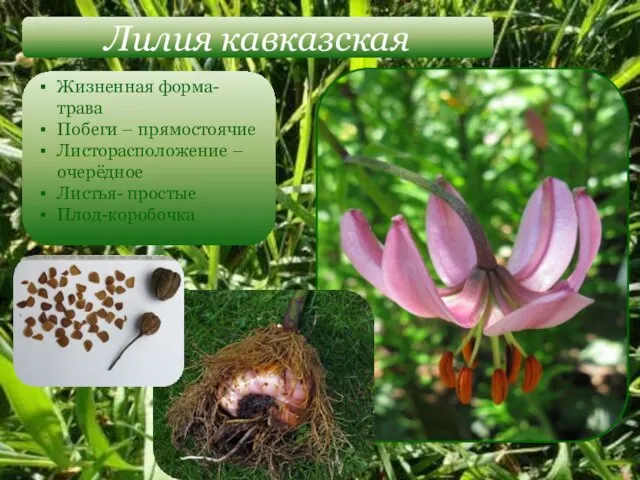 Лилия кавказская Жизненная форма-трава Побеги – прямостоячие Листорасположение –очерёдное Листья- простые Плод-коробочка