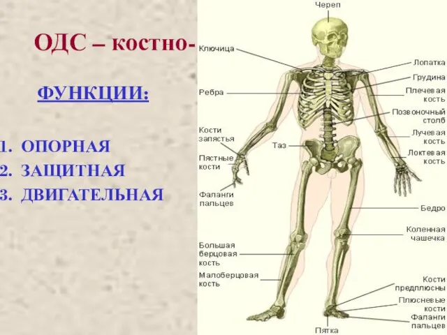 ОДС – костно-мышечная система ФУНКЦИИ: ОПОРНАЯ ЗАЩИТНАЯ ДВИГАТЕЛЬНАЯ