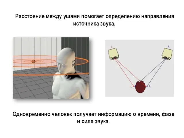 Расстояние между ушами помогает определению направления источника звука. Одновременно человек получает информацию