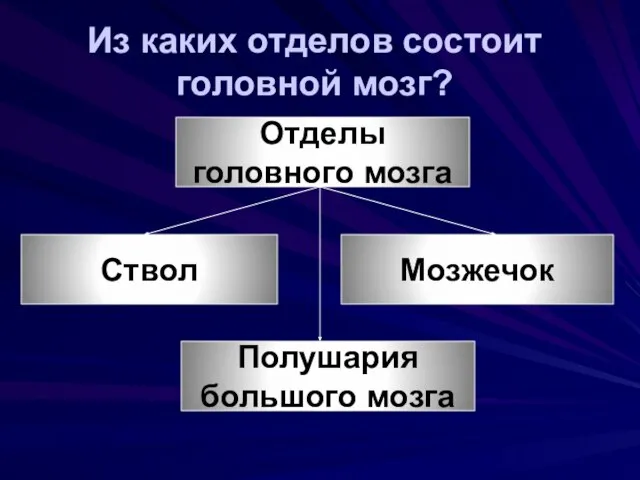 Из каких отделов состоит головной мозг? Отделы головного мозга Полушария большого мозга Мозжечок Ствол