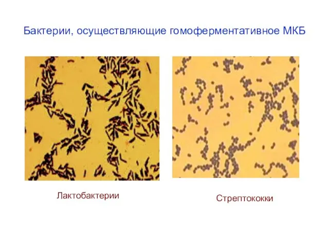 Бактерии, осуществляющие гомоферментативное МКБ Лактобактерии Стрептококки