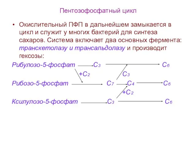 Пентозофосфатный цикл Окислительный ПФП в дальнейшем замыкается в цикл и служит у