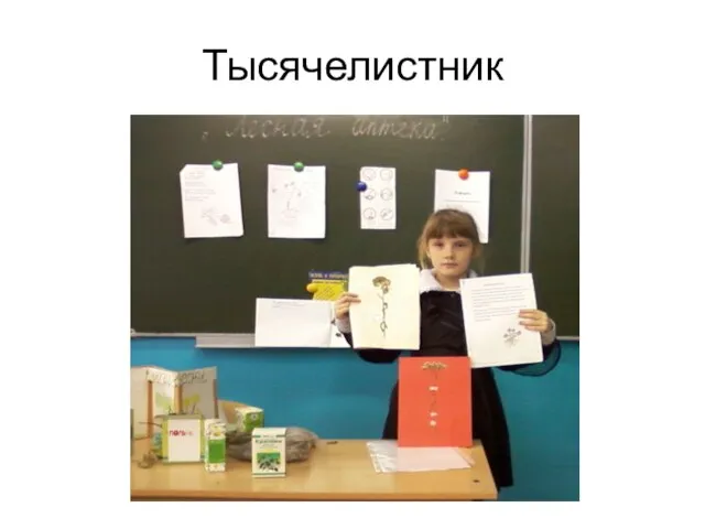 Тысячелистник