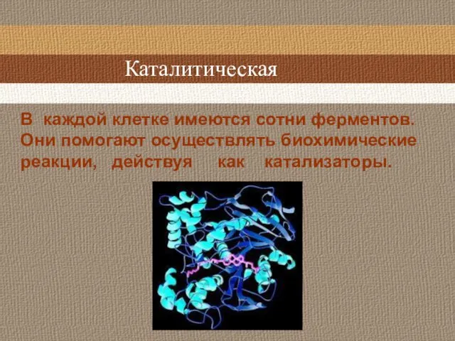 Каталитическая В каждой клетке имеются сотни ферментов. Они помогают осуществлять биохимические реакции, действуя как катализаторы.