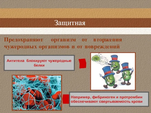 Защитная Например, фибриноген и протромбин обеспечивают свертываемость крови Антитела блокируют чужеродные белки