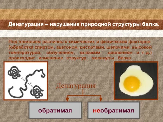 Денатурация – нарушение природной структуры белка. Денатурация Под влиянием различных химических и