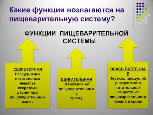 Какие функции возлагаются на пищеварительную систему? ФУНКЦИИ ПИЩЕВАРИТЕЛЬНОЙ СИСТЕМЫ СЕКРЕТОРНАЯ Расщепление питательных