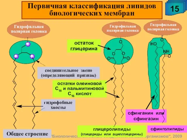 А.М. Чибиряев "Биологически активные соединения живых организмов", 2009 Общее строение 15 Первичная