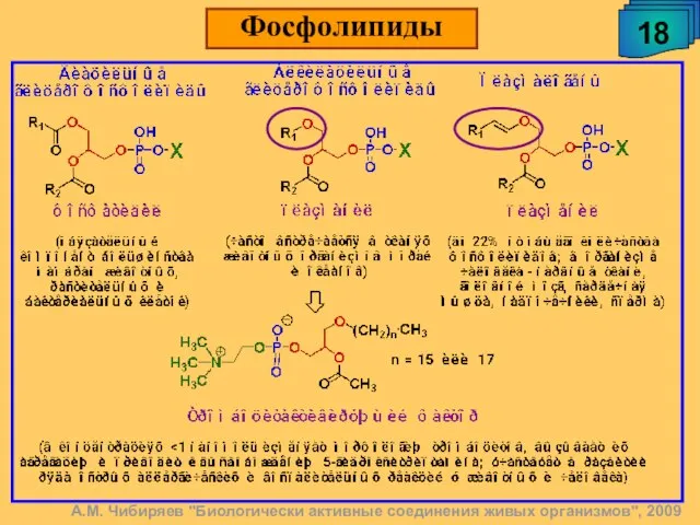 18 Фосфолипиды А.М. Чибиряев "Биологически активные соединения живых организмов", 2009