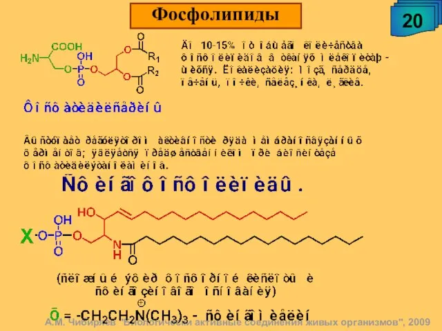 А.М. Чибиряев "Биологически активные соединения живых организмов", 2009 20 Фосфолипиды