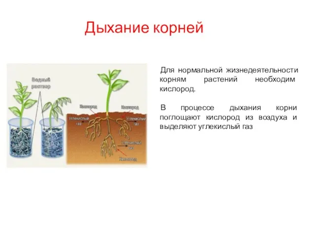 Дыхание корней Для нормальной жизнедеятельности корням растений необходим кислород. В процессе дыхания