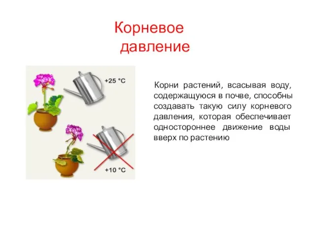 Корни растений, всасывая воду, содержащуюся в почве, способны создавать такую силу корневого