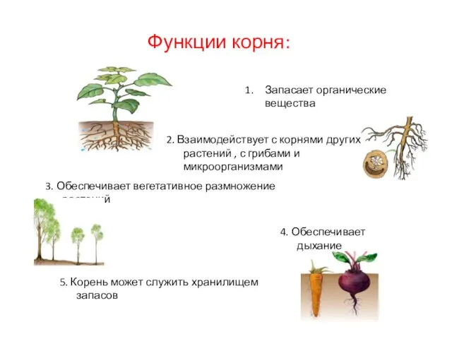 Функции корня: Запасает органические вещества 2. Взаимодействует с корнями других растений ,