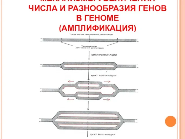 МЕХАНИЗМЫ УВЕЛИЧЕНИЯ ЧИСЛА И РАЗНООБРАЗИЯ ГЕНОВ В ГЕНОМЕ (АМПЛИФИКАЦИЯ)