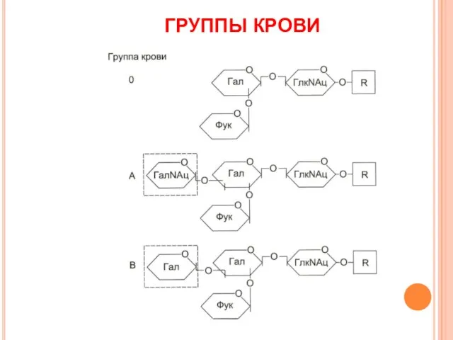 ГРУППЫ КРОВИ