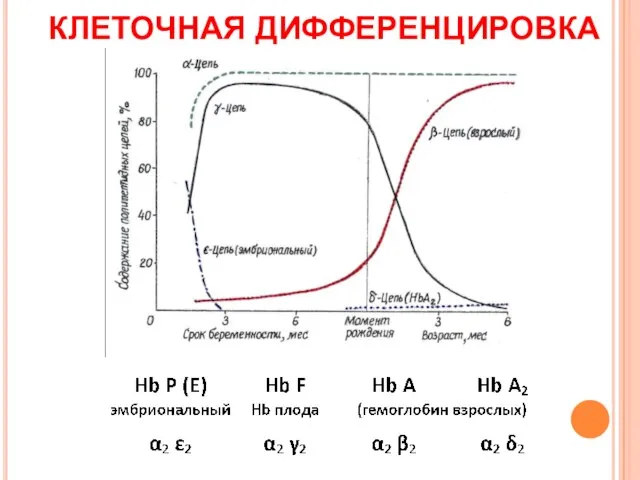 КЛЕТОЧНАЯ ДИФФЕРЕНЦИРОВКА