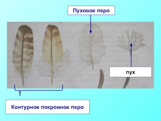 Контурное покровное перо Пуховое перо пух