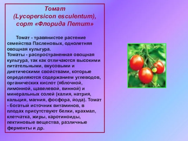 Томат (Lycopersicon esculentum), сорт «Флорида Петит» Томат - травянистое растение семейства Пасленовых,