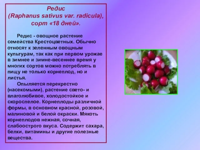 Редис (Raphanus sativus var. radicula), сорт «18 дней». Редис - овощное растение