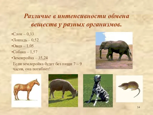 Различие в интенсивности обмена веществ у разных организмов. Слон – 0,33 Лошадь