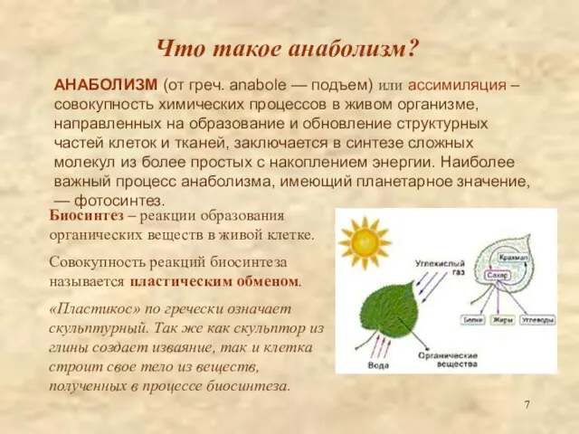 Что такое анаболизм? АНАБОЛИЗМ (от греч. anabole — подъем) или ассимиляция –совокупность