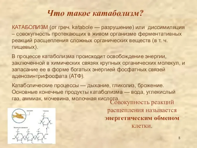 Что такое катаболизм? КАТАБОЛИЗМ (от греч. katabole — разрушение) или диссимиляция –