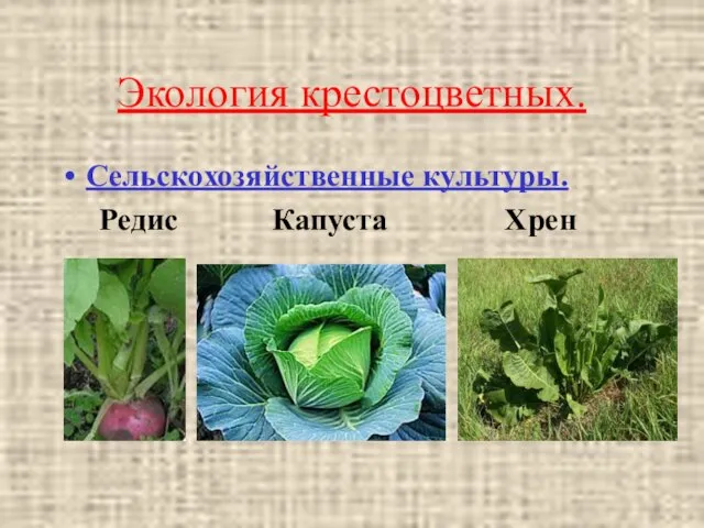 Экология крестоцветных. Сельскохозяйственные культуры. Редис Капуста Хрен