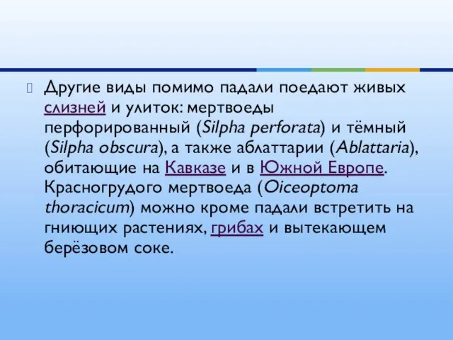 Другие виды помимо падали поедают живых слизней и улиток: мертвоеды перфорированный (Silpha