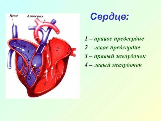 Сердце: 1 – правое предсердие 2 – левое предсердие 3 – правый