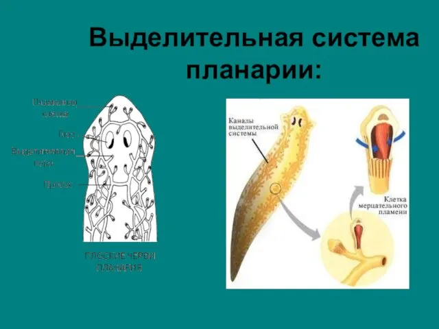 Выделительная система планарии: