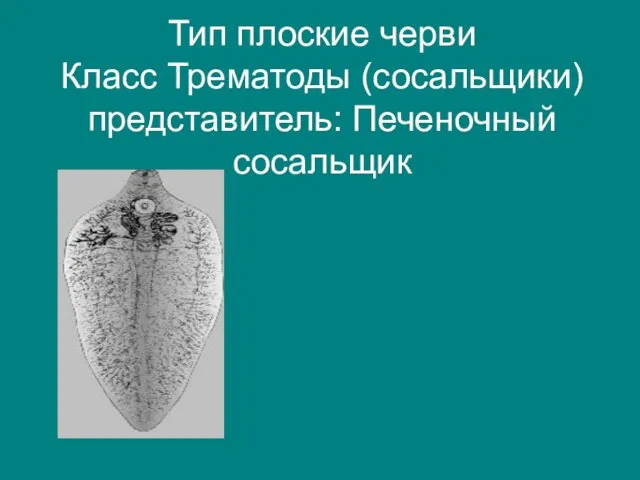 Тип плоские черви Класс Трематоды (сосальщики) представитель: Печеночный сосальщик