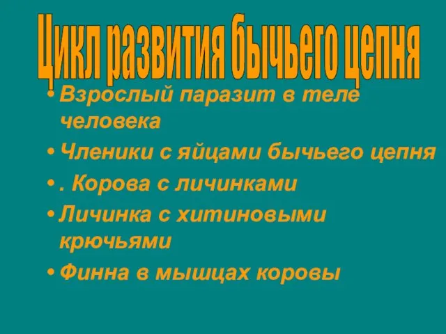 Взрослый паразит в теле человека Членики с яйцами бычьего цепня . Корова