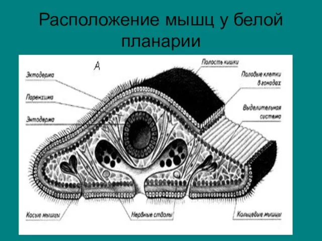 Расположение мышц у белой планарии