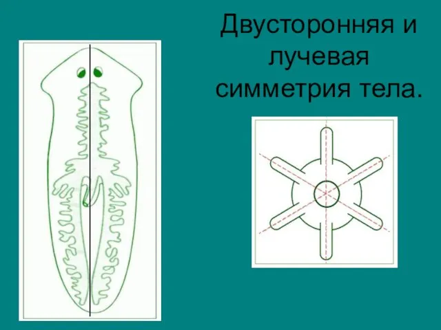 Двусторонняя и лучевая симметрия тела.