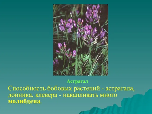 Астрагал Способность бобовых растений - астрагала, донника, клевера - накапливать много молибдена.