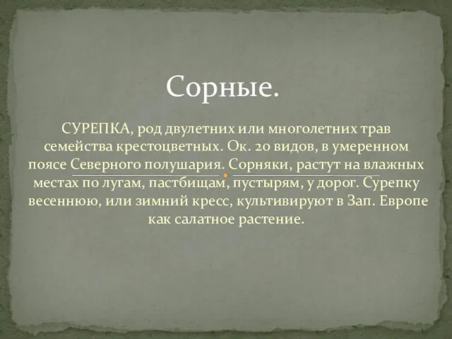 СУРЕПКА, род двулетних или многолетних трав семейства крестоцветных. Ок. 20 видов, в