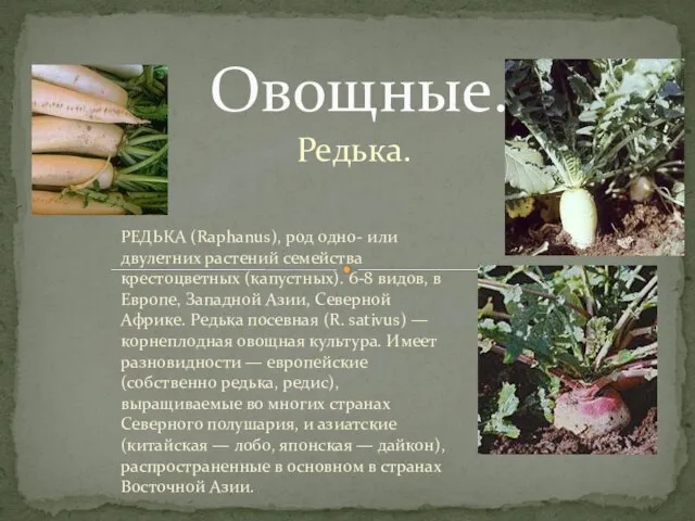 Редька. Овощные. РЕДЬКА (Raphanus), род одно- или двулетних растений семейства крестоцветных (капустных).