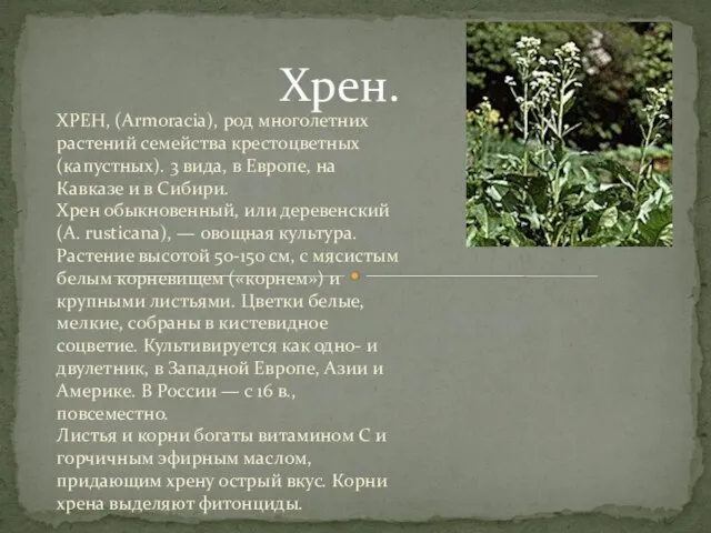 Хрен. ХРЕН, (Armoracia), род многолетних растений семейства крестоцветных (капустных). 3 вида, в