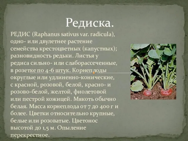 Редиска. РЕДИС (Raphanus sativus var. radicula), одно- или двулетнее растение семейства крестоцветных