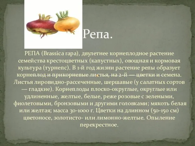 РЕПА (Brassica rapa), двулетнее корнеплодное растение семейства крестоцветных (капустных), овощная и кормовая