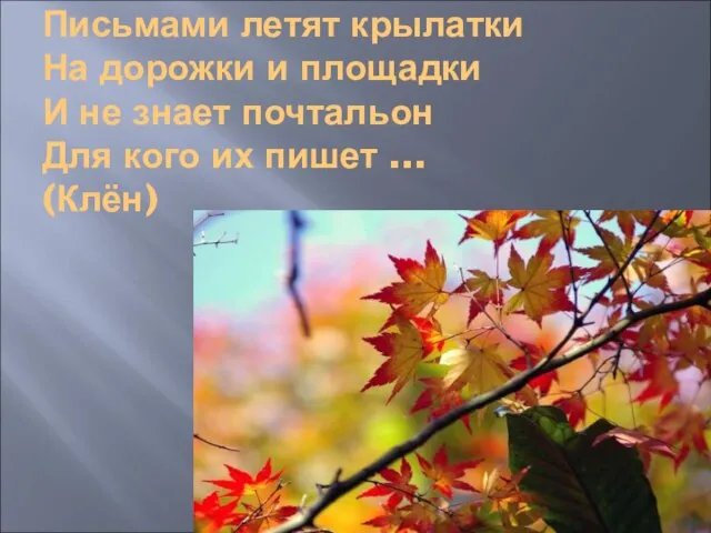 Письмами летят крылатки На дорожки и площадки И не знает почтальон Для