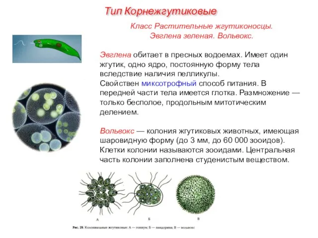 Класс Растительные жгутиконосцы. Эвглена зеленая. Вольвокс. Эвглена обитает в пресных водоемах. Имеет