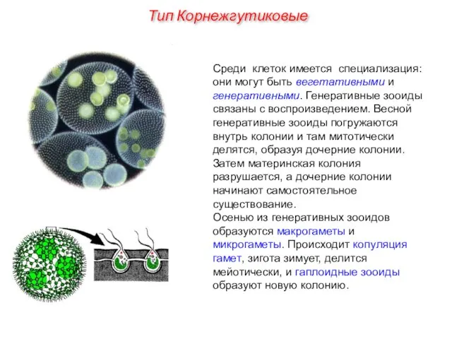 Среди клеток имеется специализация: они могут быть вегетативными и генеративными. Генеративные зооиды