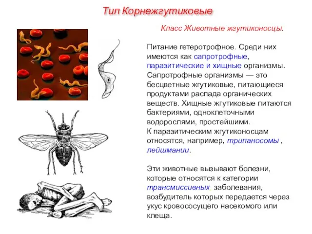 Класс Животные жгутиконосцы. Питание гетеротрофное. Среди них имеются как сапротрофные, паразитические и