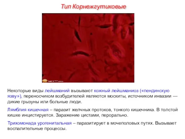 Некоторые виды лейшманий вызывают кожный лейшманиоз («пендинскую язву»), переносчиком возбудителей являются москиты,